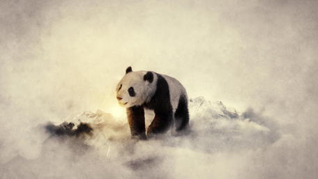 Majestic Panda in Misty Mountains wallpaper