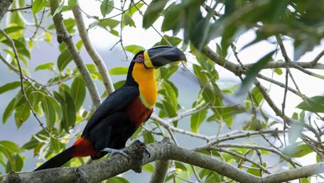 Vibrant Toucan in Lush Greenery wallpaper