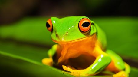 Vibrant Green Frog Perched on Leaf wallpaper