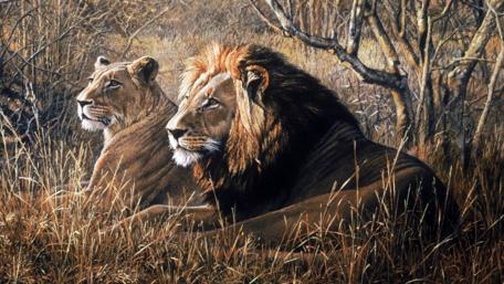 Majestic Lions in Tranquil Serengeti Scene wallpaper