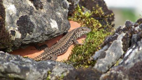 Lizard Camouflaged Among Rocks and Mosses wallpaper