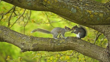 Adorable Squirrels Sharing a moment on a Tree Branch wallpaper