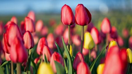 Vibrant Tulip Fields in Bloom wallpaper