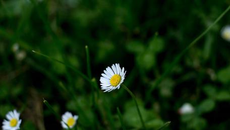 Daisy Dreamscape in Nature's Embrace wallpaper