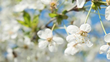 Delicate Blossoms of Springtime Serenity wallpaper