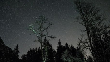 Starry Night Above the Trees wallpaper