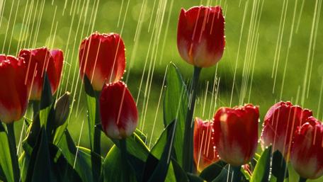 Rain-Kissed Red Tulips in Springtime wallpaper