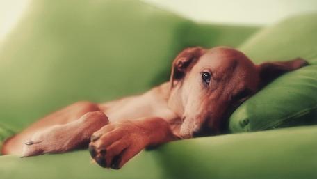 Cozy Dreams with a Cute Pup wallpaper