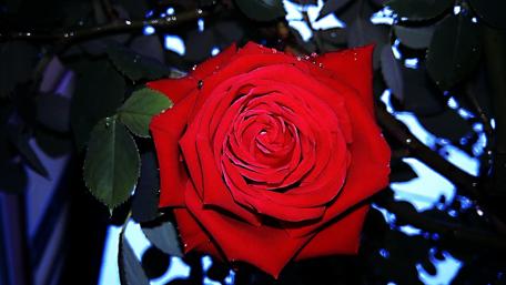Vibrant Red Rose in Bloom wallpaper