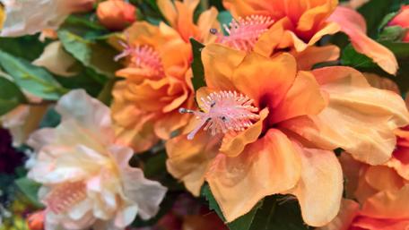 Vibrant Orange Flower Blooms in 4K Quality wallpaper