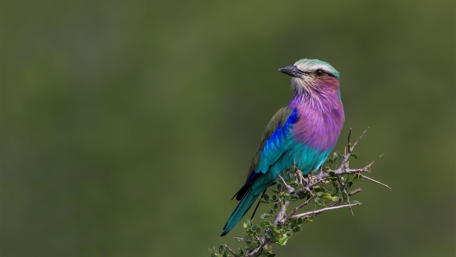 Vibrant Avian Beauty Perched on a Twig wallpaper