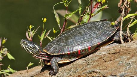 Turtle basking in nature's tranquility wallpaper