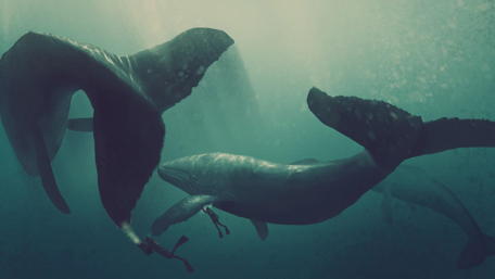 Majestic Giants of the Deep Ocean World wallpaper
