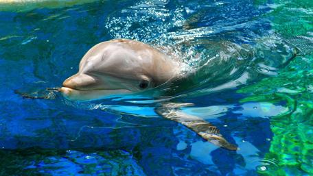 Adorable Dolphin Swimming in Vibrant Waters wallpaper