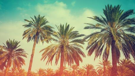 Retro Miami Summer Bliss wallpaper
