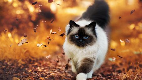 Autumn Majesty in Feline Grace wallpaper