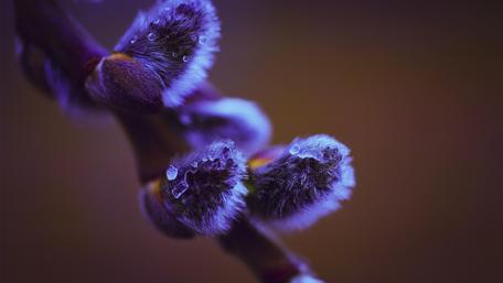 Spring Budding in Macro Detail wallpaper