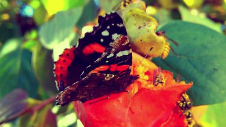 Colorful Butterfly on a Vibrant Flower wallpaper