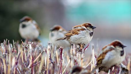 Sparrows in Nature's Blur wallpaper