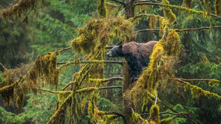 Bear Exploring Mossy Forest Canopy wallpaper