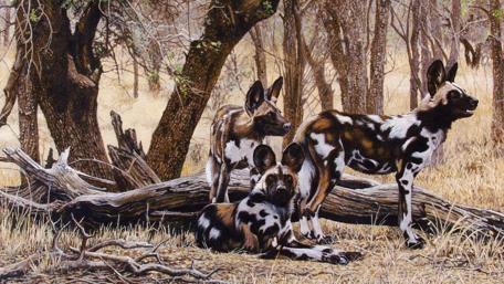 Majestic African Wild Dogs in Natural Habitat wallpaper