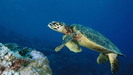 Gentle Turtle Glide Underwater wallpaper