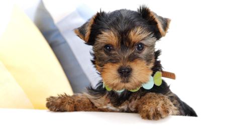 Adorable Yorkshire Terrier Puppy Gaze wallpaper