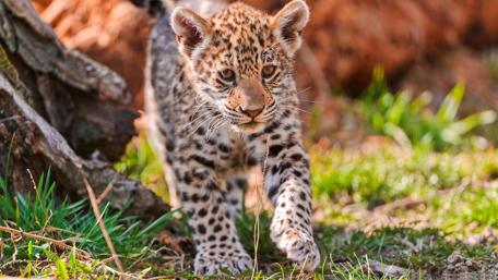 Adorable Jaguar Cub in Natural Habitat wallpaper
