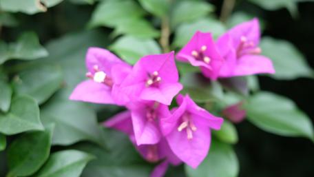 Vibrant Bougainvillea Blooms in Nature's Embrace wallpaper