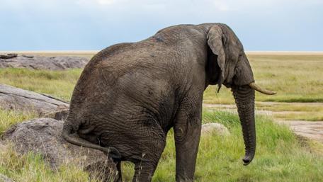 Gentle Giant Resting on Stones wallpaper