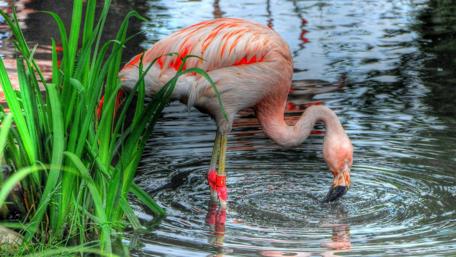 Elegant Flamingo Drinking Water in Nature Scene wallpaper