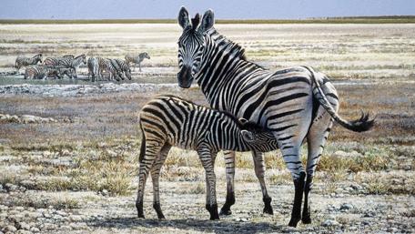Zebras in the Wild Embrace Nature's Gentle Creatures wallpaper