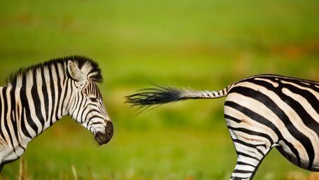 Zebras in Motion Against a Verdant Backdrop wallpaper
