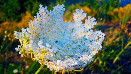 Delicate White Flower Blooms in Nature's Embrace wallpaper
