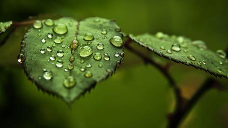 Dew-kissed Foliage in Close-up View wallpaper