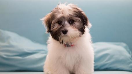 Adorable Puppy Sitting on Couch wallpaper