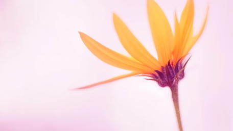 Blooming Beauty in Soft Hues wallpaper