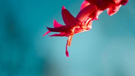 Christmas cactus flower macro photo wallpaper