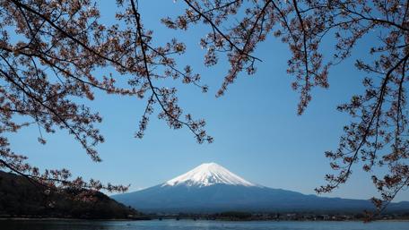 Mount Fuji Serenity in Springtime wallpaper