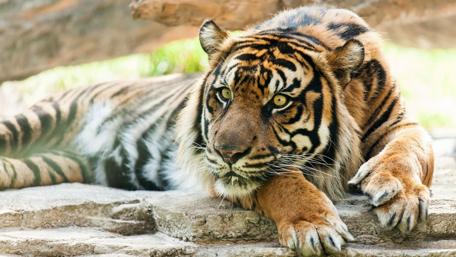 Majestic Tiger Resting Under Natural Canopy wallpaper