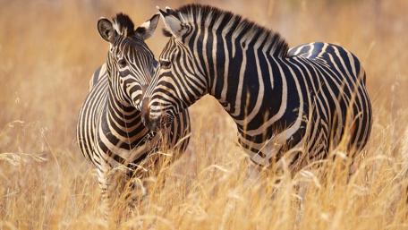 Zebras in the Golden Field of Africa wallpaper