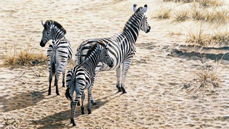 Zebras in the Wild Landscape wallpaper