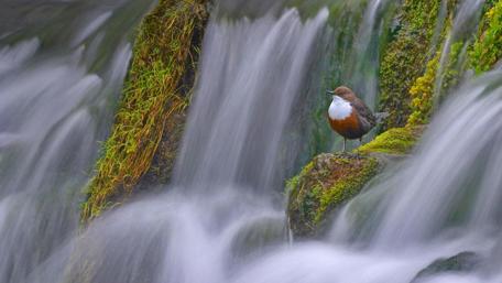 Serene Bird by the Waterfall's Edge wallpaper