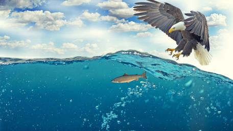 Eagle's Underwater Hunt Scene wallpaper