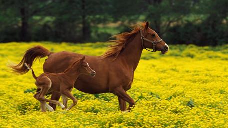 Galloping Through Golden Blooms wallpaper