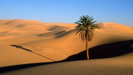 Desert Oasis in Solitude wallpaper