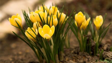 Golden Blossoms of Springtime Magic wallpaper