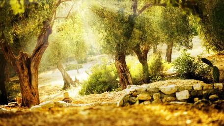Golden Sunlit Garden Oasis wallpaper