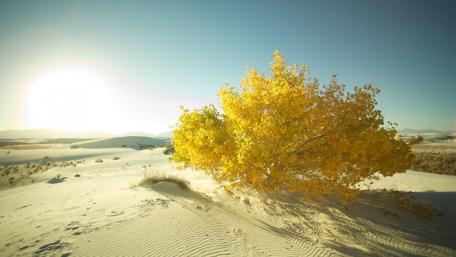 Golden Bush in Desert Sunrise wallpaper