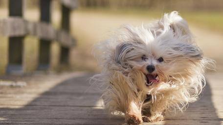 Fluffy Dog Joyfully Running Outdoors wallpaper